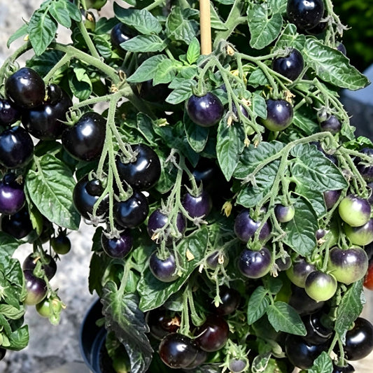482 Tartufo Micro Dwarf Tomato