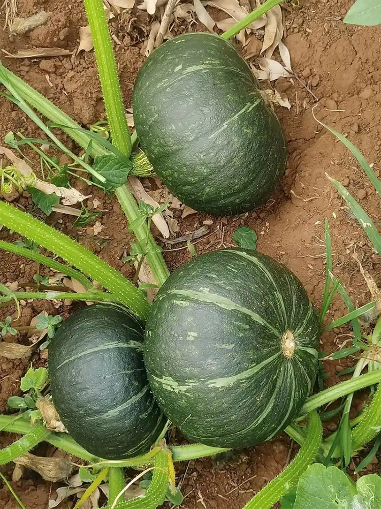 Sweet Chestnut No.2 Pumpkin