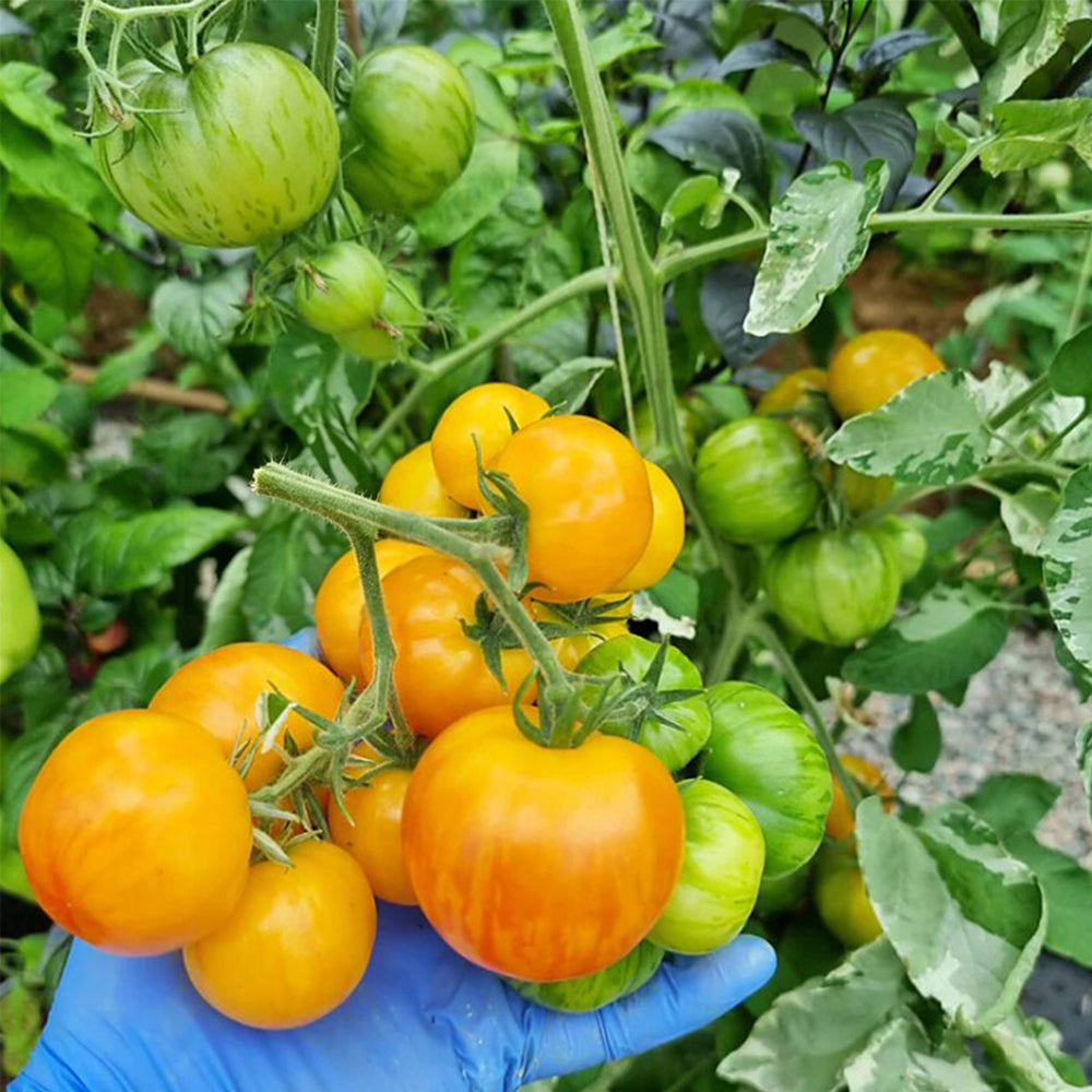 730 Yellow Surprise Tomato