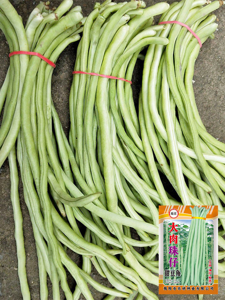 'Zhuzai' Thick-fleshed Sweet Long Bean