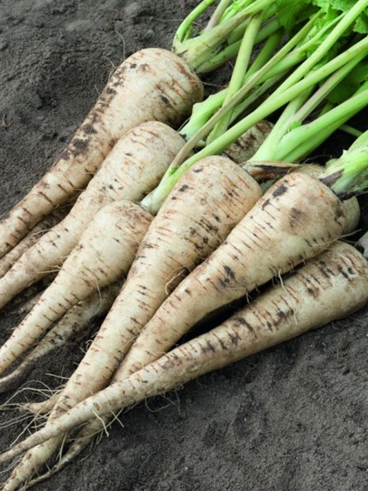 Parsnip (Pastinaca sativa)