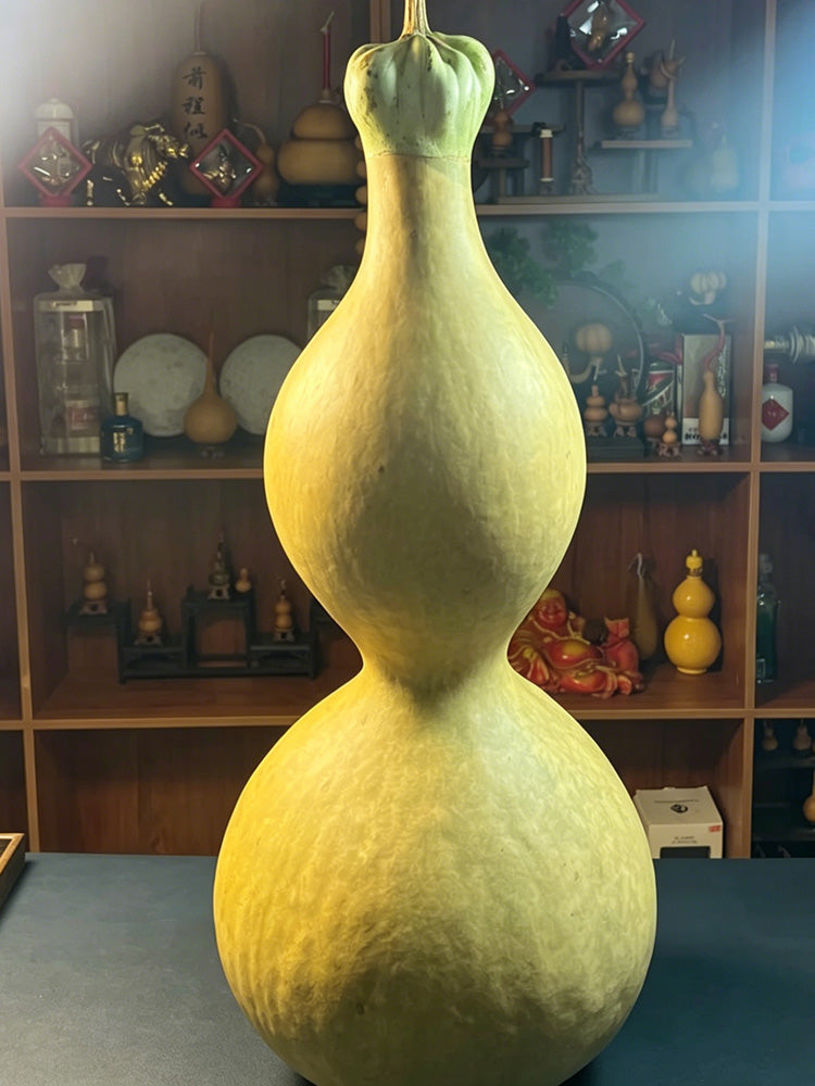 Extra-large Lotus-head Gourd