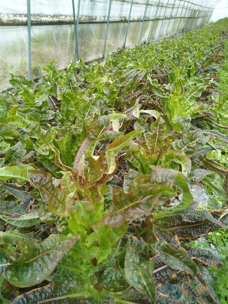 'Xiangsihong' Stem Lettuce