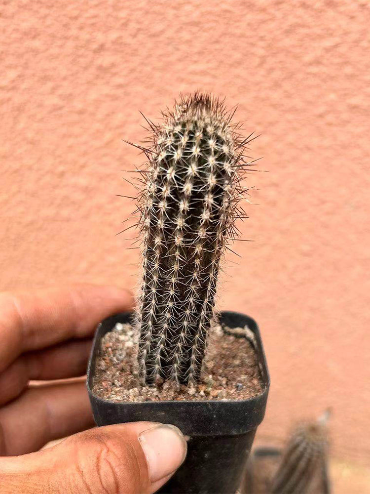 Setiechinopsis mirabilis