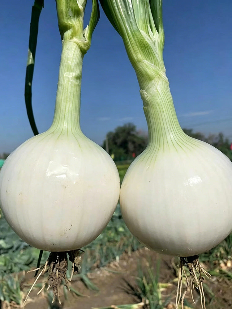 White Bulb Onion
