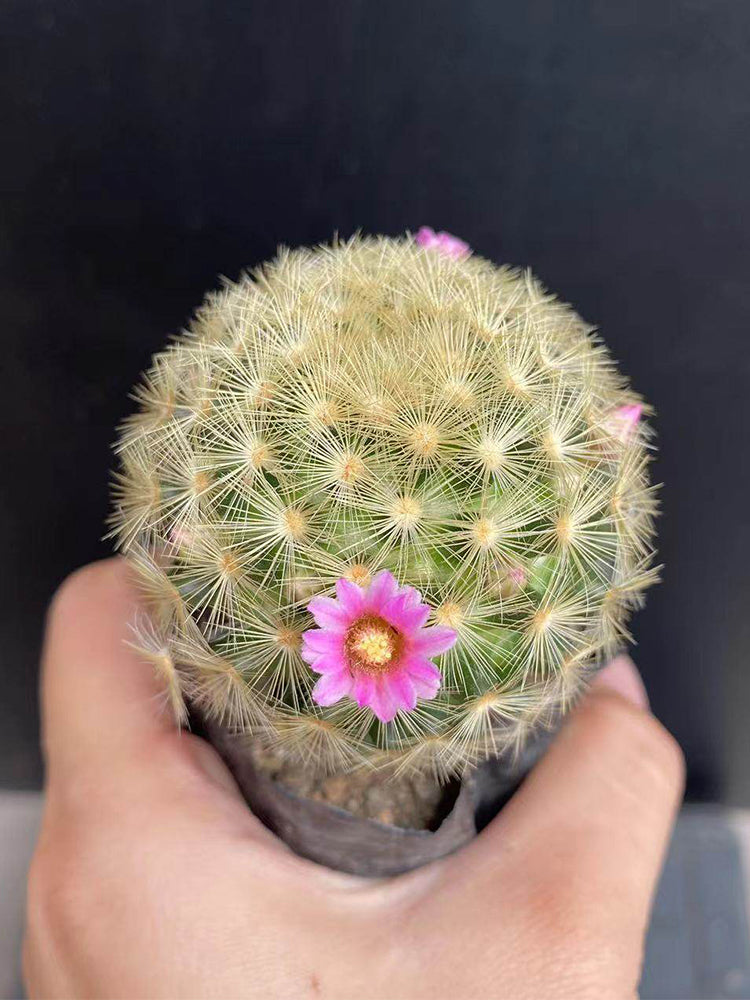 Mammillaria carmenae