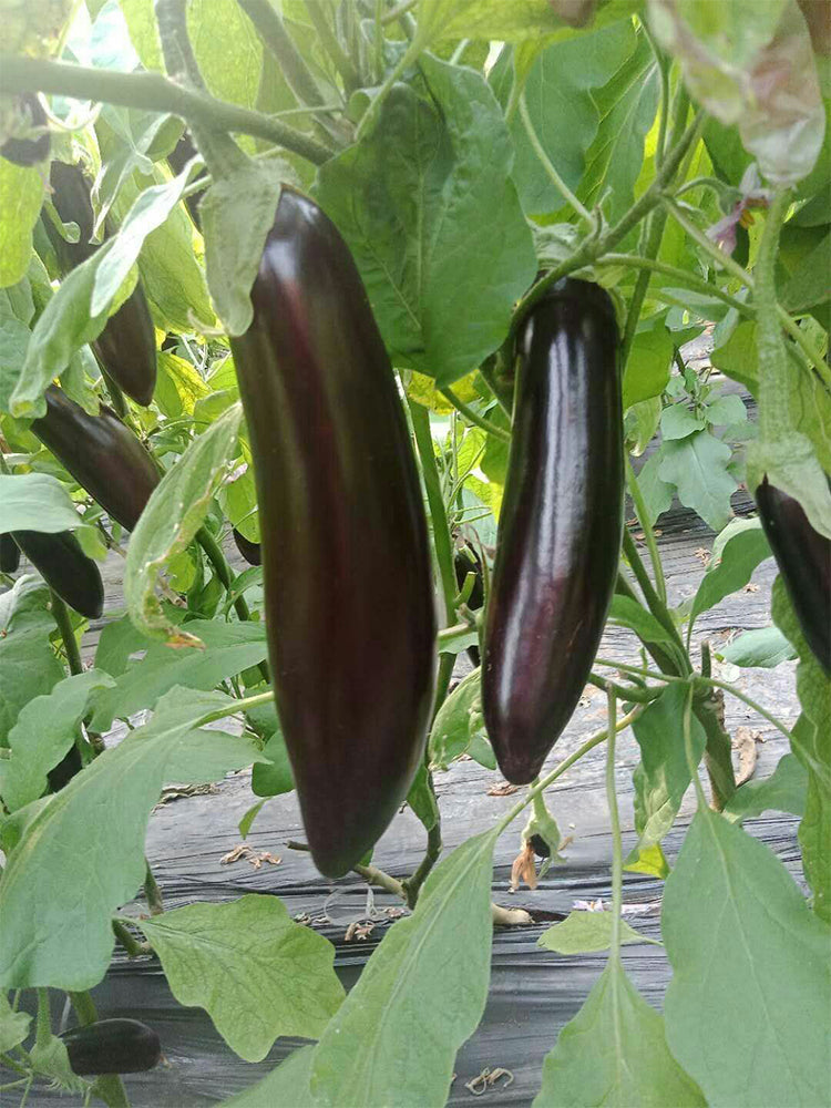 'Changza 218' Eggplant
