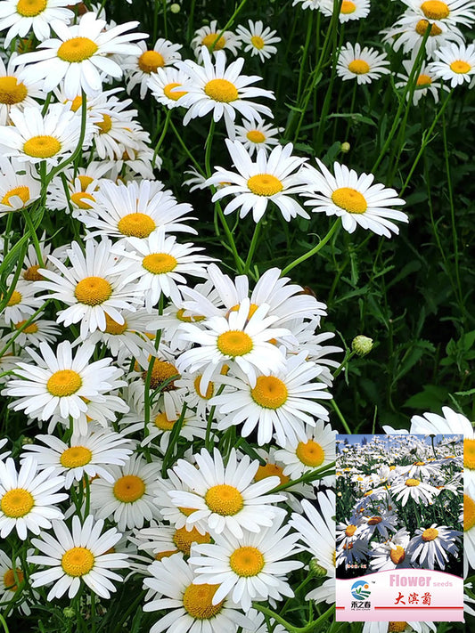 Shasta Daisy