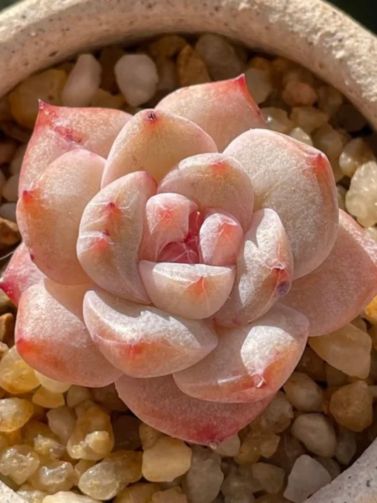 Echeveria cv. 'Pink Diamond'
