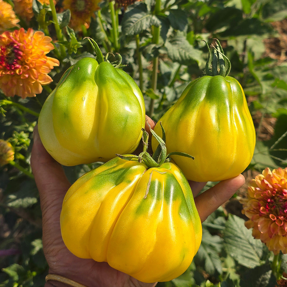 614 Tlacolula White Tomato