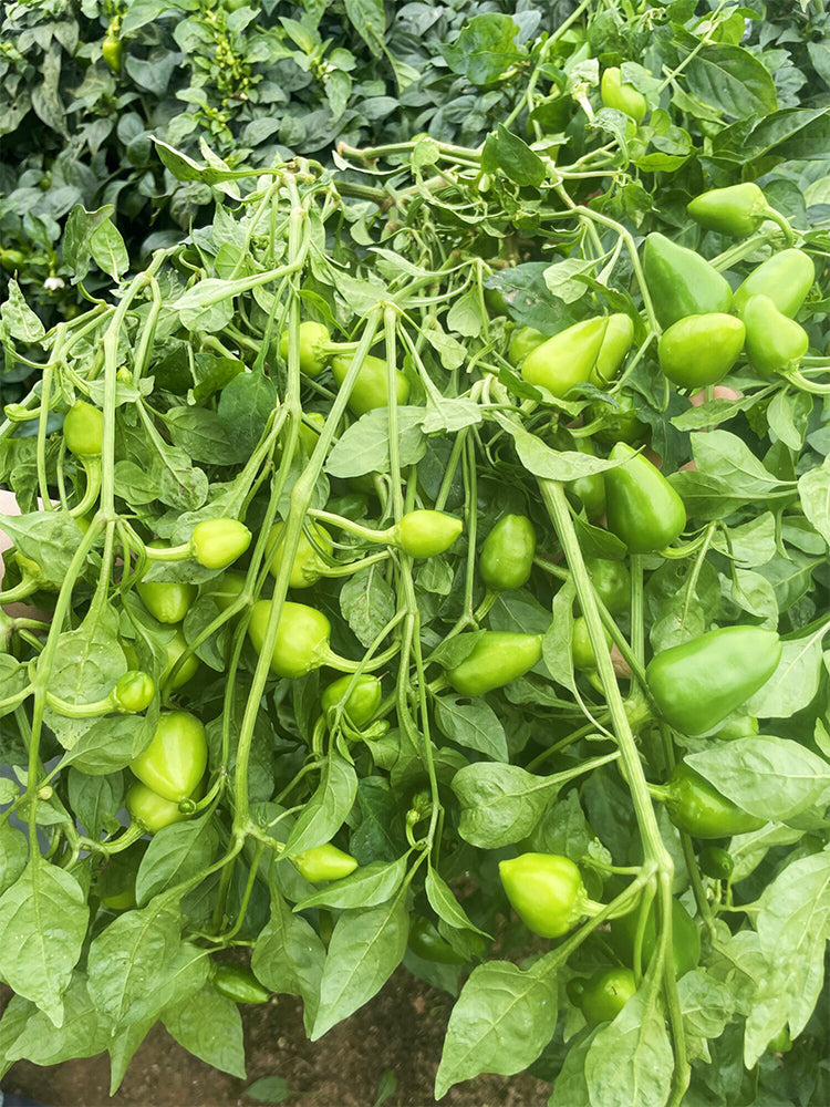 'Yanjiao No.801 Strawberry' Medium Spicy Heaven-facing Chili Hybrid