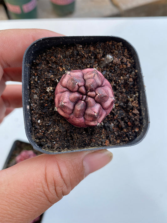 Gymnocalycium mihanovichii 'Day Dream'