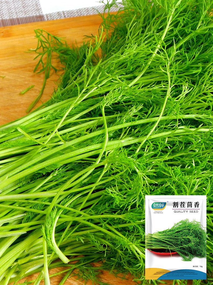 Multi-Harvest Fennel