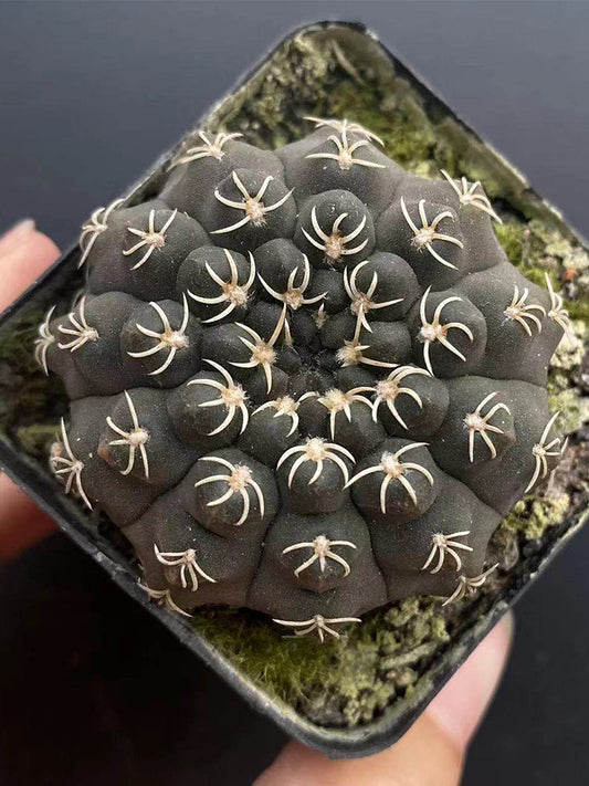 Gymnocalycium quehlianum 'White Spines'