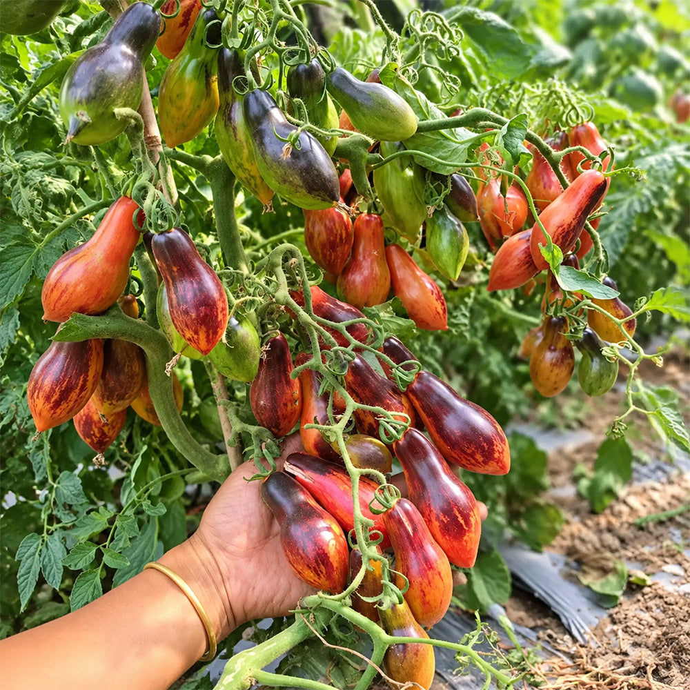 147 Dwarf Antho Pink Panther Tomato