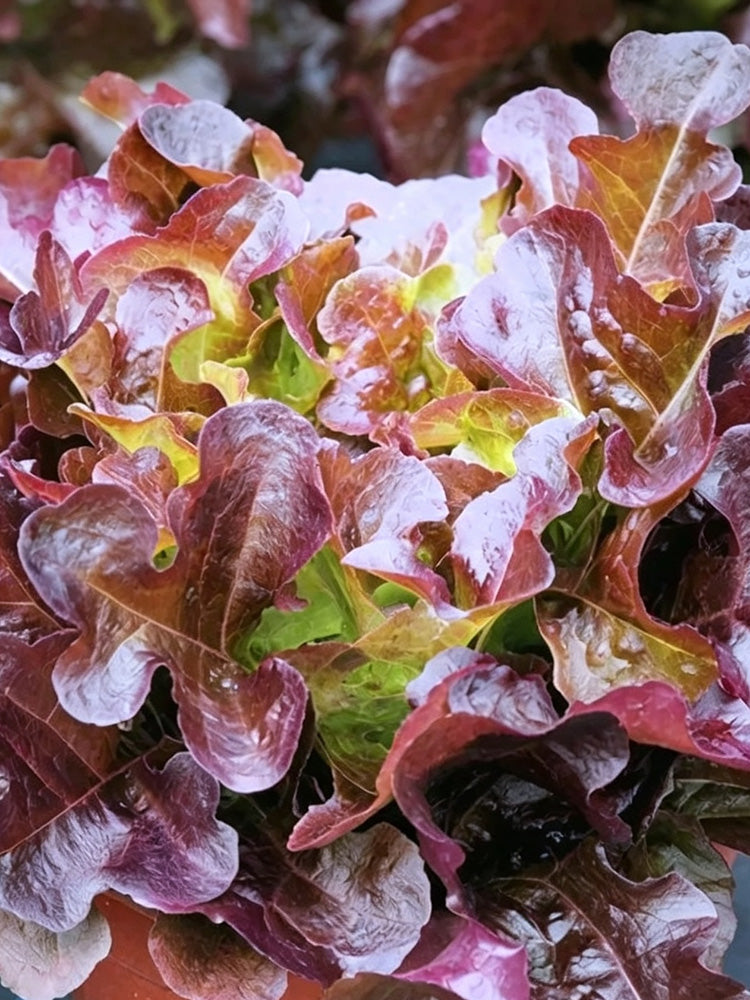 Red Maple Oak Leaf Purple Lettuce