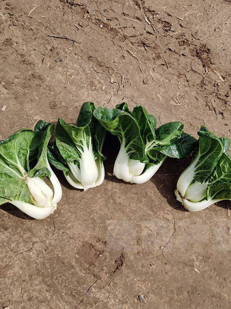 Dwarf Black-leaf Pak Choi