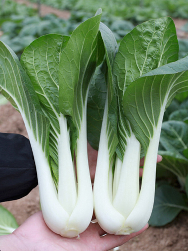 Yumeiren Baby Bok Choy