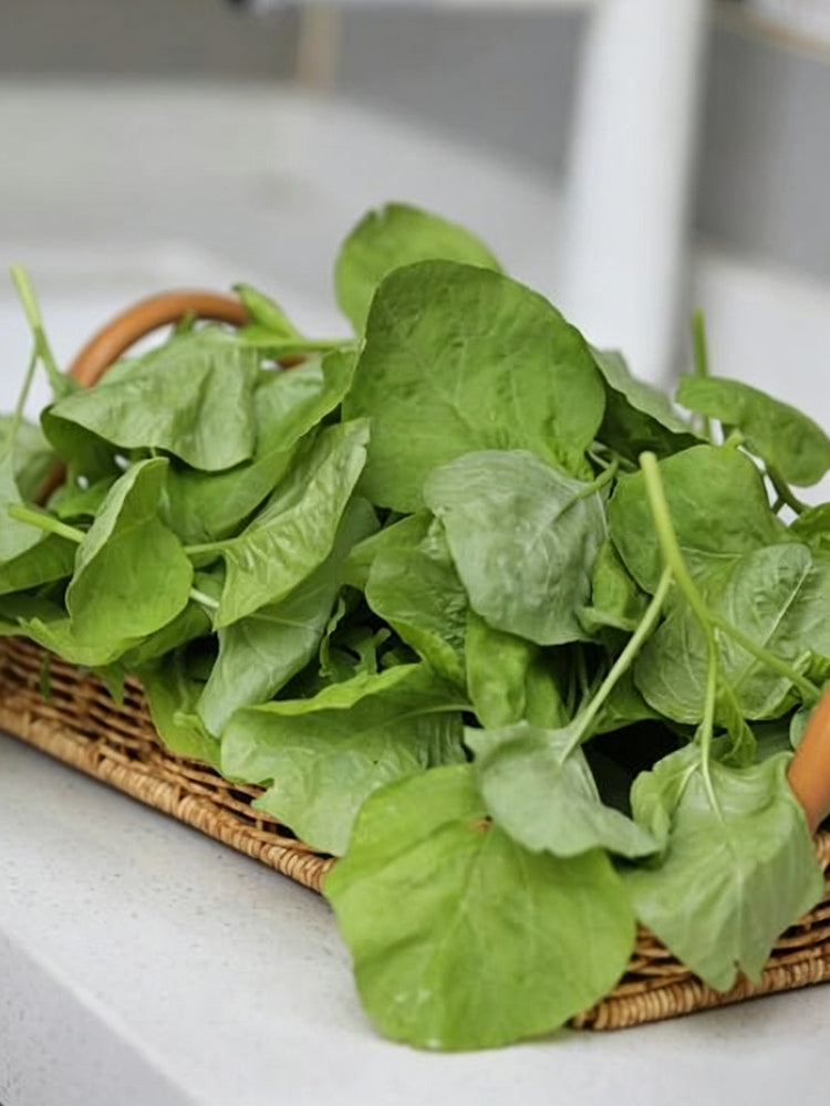 Green Round Leaf Amaranth