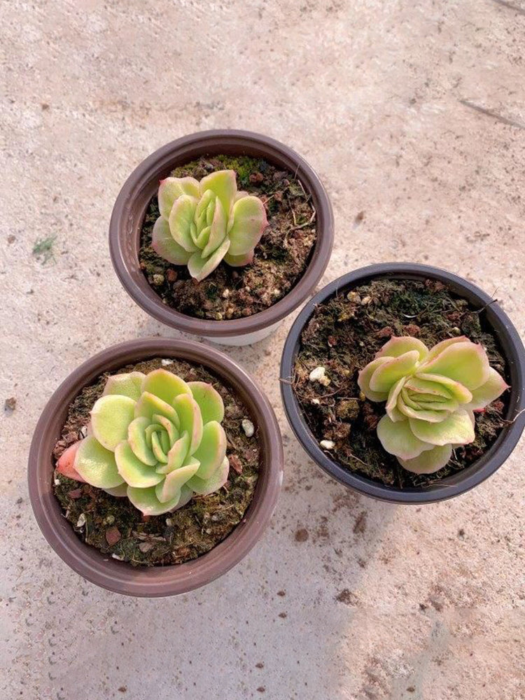 Echeveria 'Pinkola'