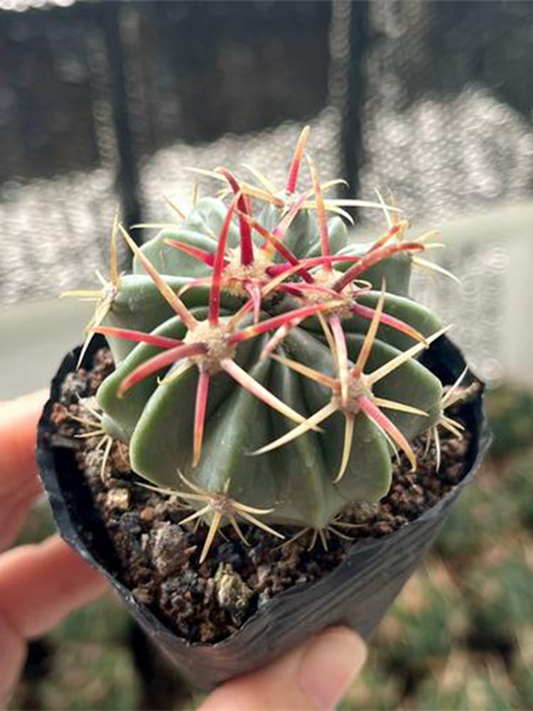 Ferocactus latispinus 'Sunrise'