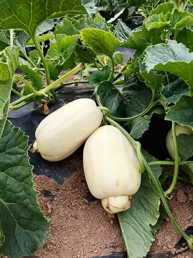 Fire Phoenix F1 Silver Melon