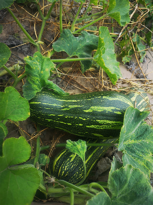Zhengliang No.5 Pumpkin