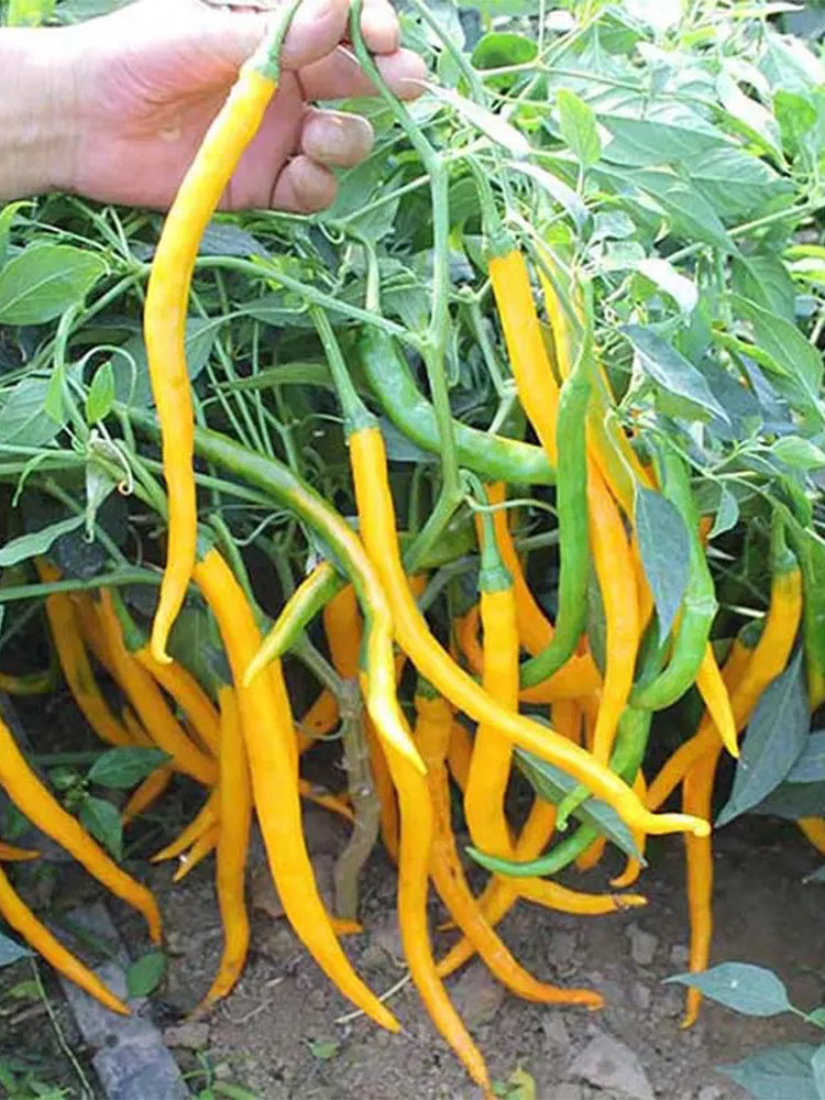 'Yellow La Mei' Long Chili Peppers