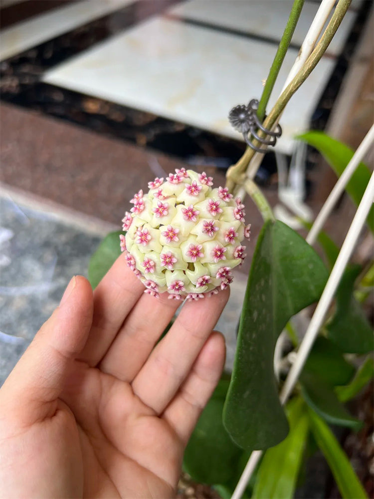 Hoya 'Wonder' Unrooted Stem Cuttings