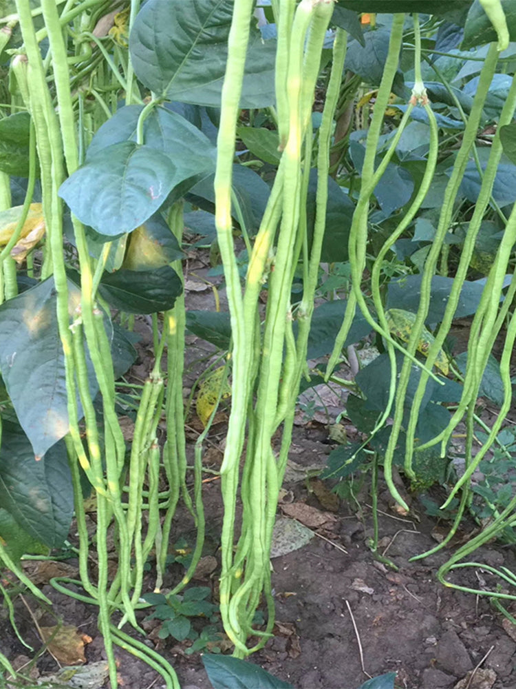 Chunxiu No.7 Long Beans