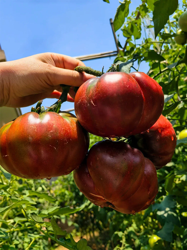 Cherokee Purple Tomato