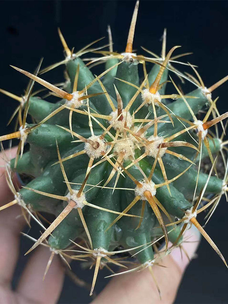 Ferocactus peninsulae