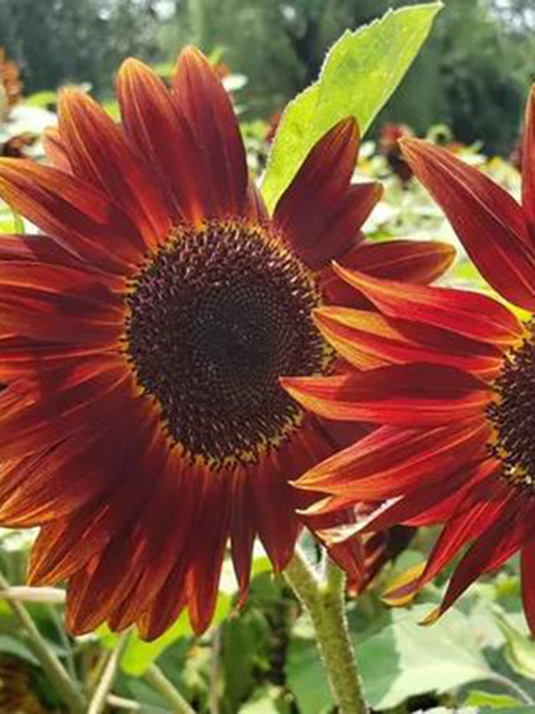 HEL23 Sunflower
