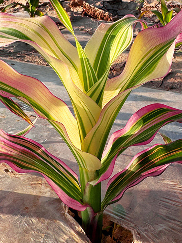 Variegated Ornamental Corn