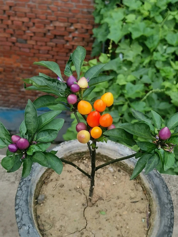 Ornamental Peppers (Capsicum annuum)