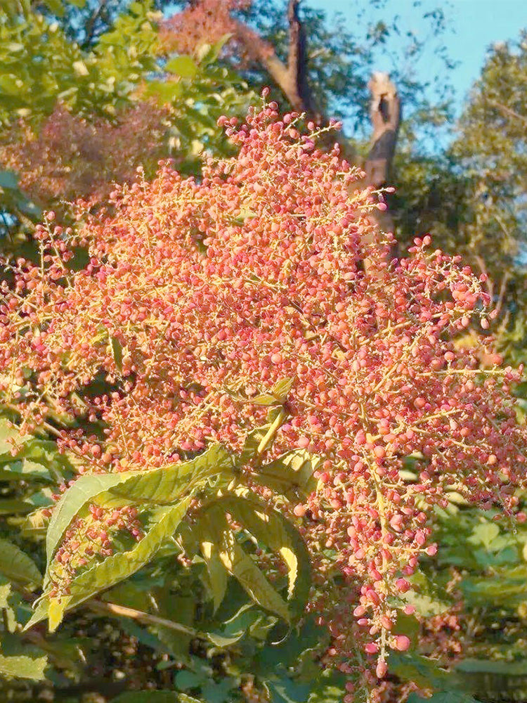 Chinese Sumac (Rhus chinensis Mill.)