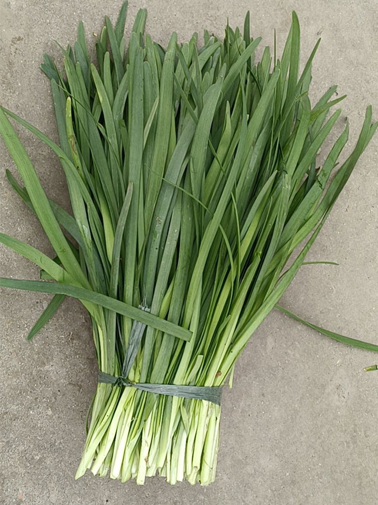 'Jiemei' Broadleaf Chinese Leek