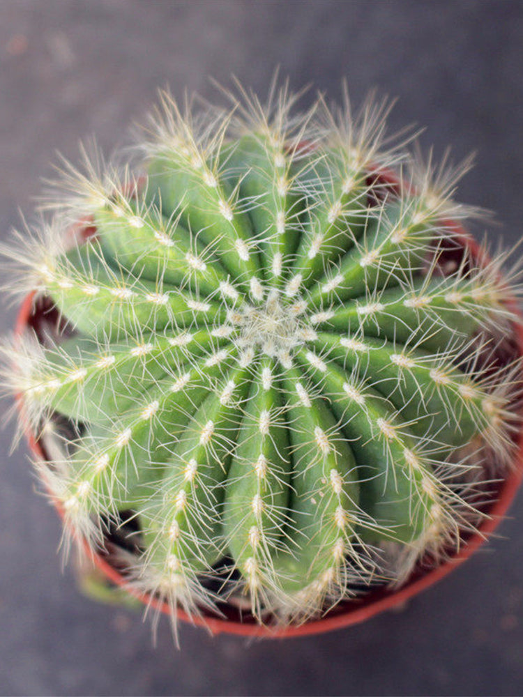Parodia magnifica