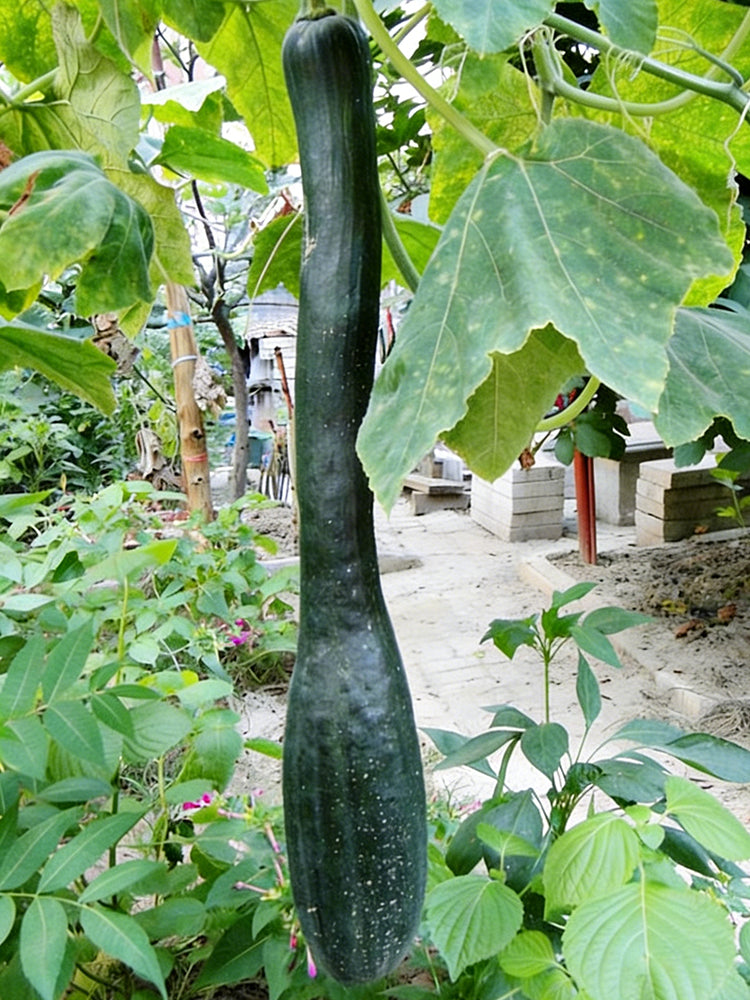 Black Oxleg Black Honey Pumpkin