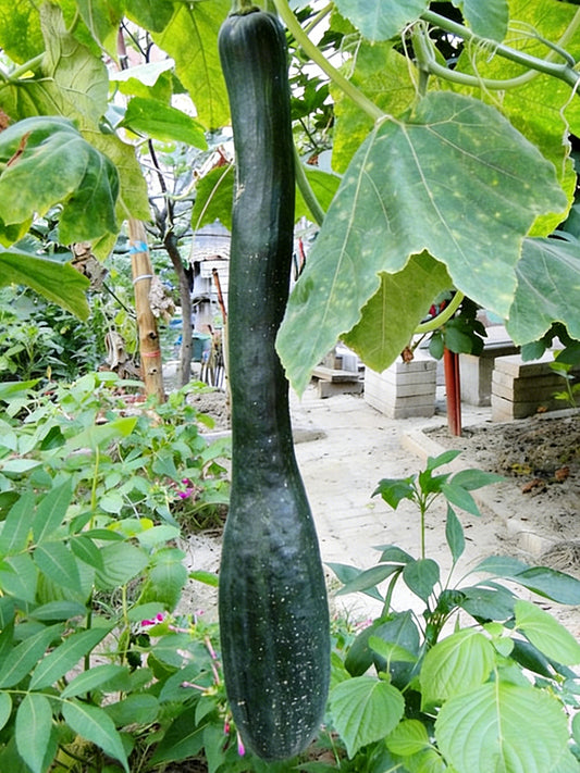 Black Oxleg Black Honey Pumpkin