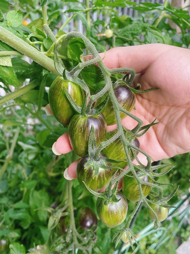 Brads Atomic Grape Heirloom Tomato