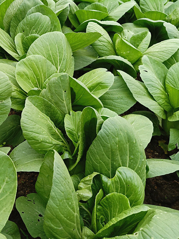 Jinmei 22 Green-stem Pak Choi
