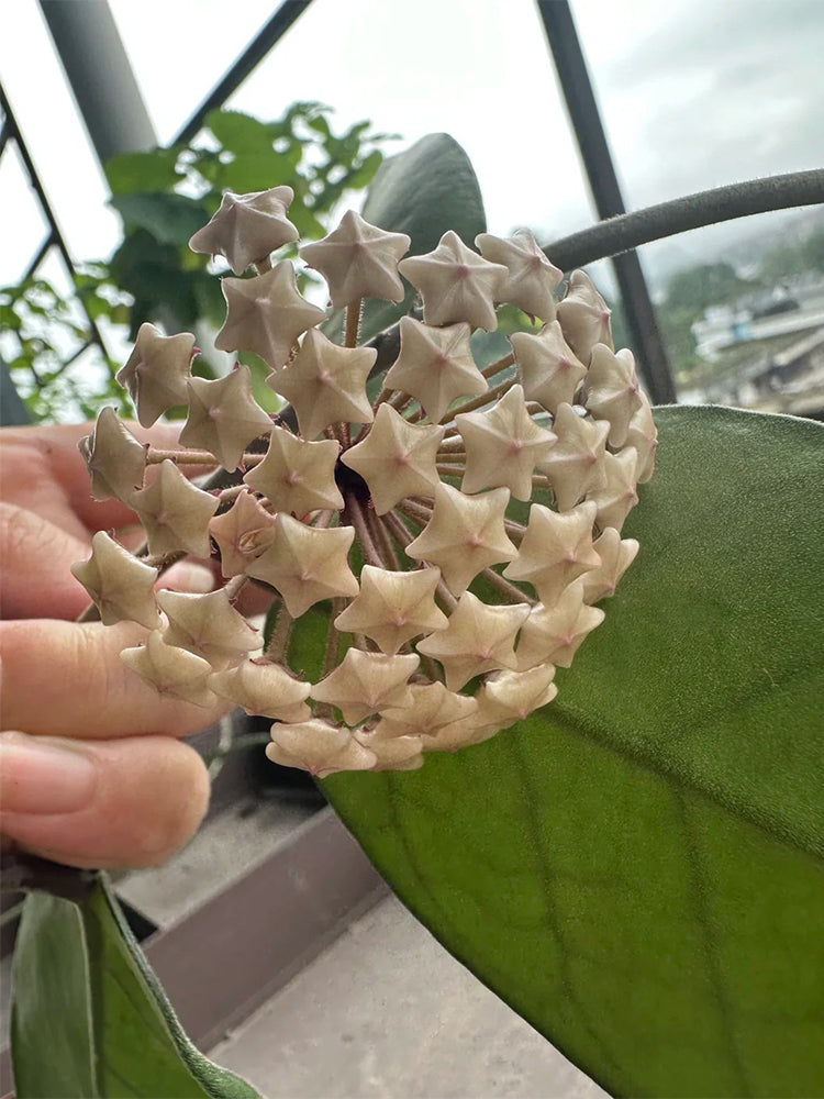 Hoya Jianfenglingensis Unrooted Stem Cuttings