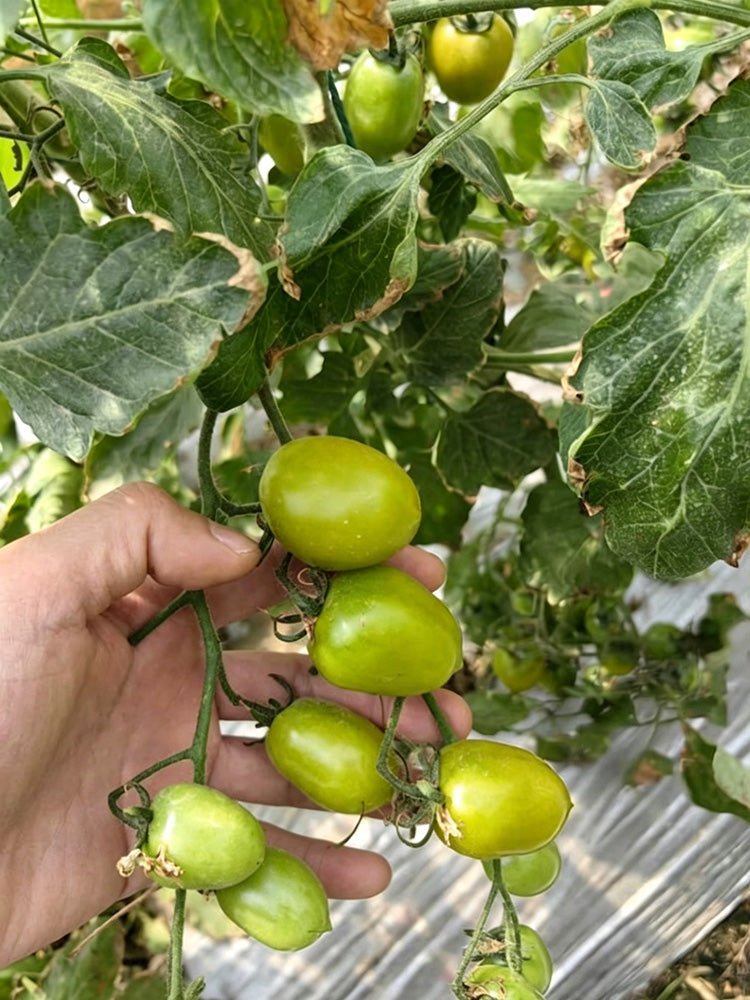 Green Jade Cherry Tomato