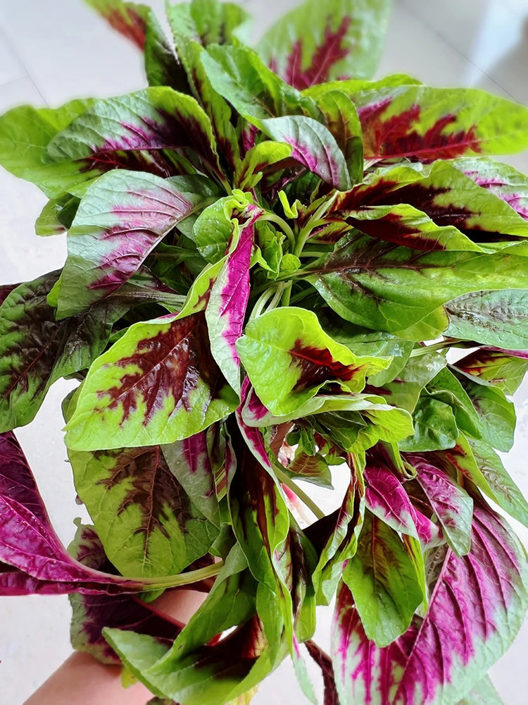 Pointed-Leaf Red Amaranth