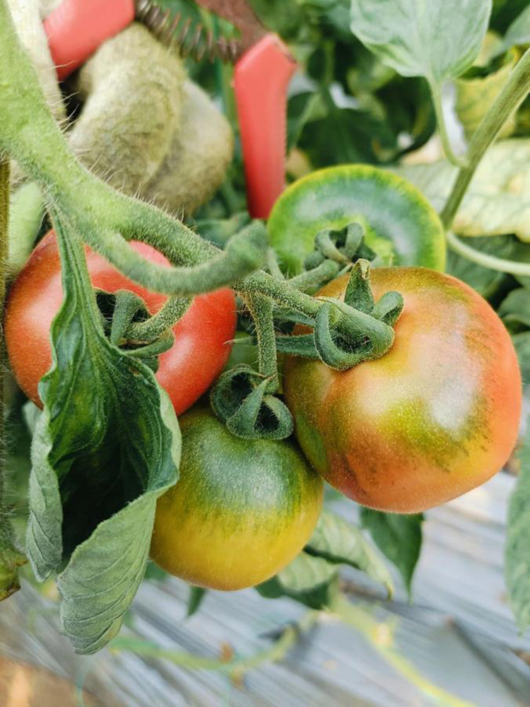 Sweet Heart Fruit Tomato