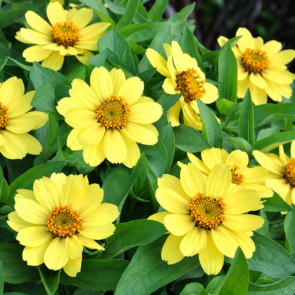 W1344 Zahara Yellow Zinnia