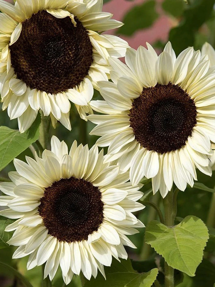 'White Lover' Sunflower