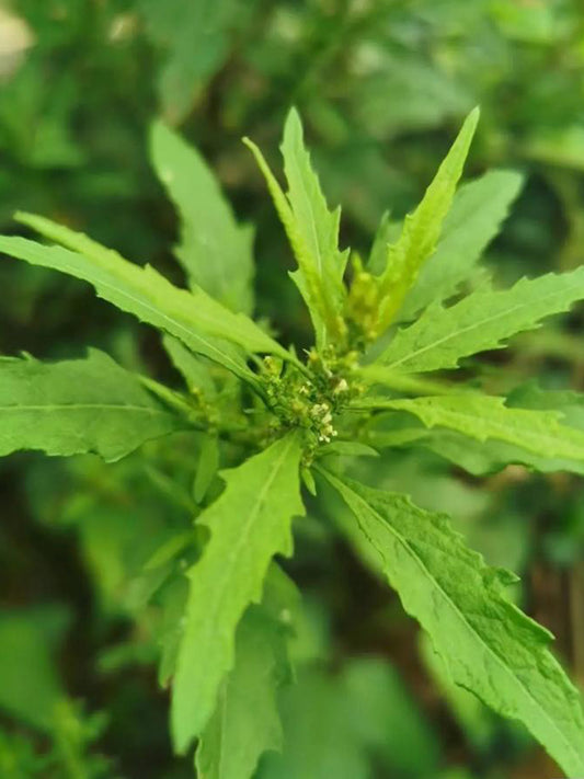 Chenopodium ambrosioides