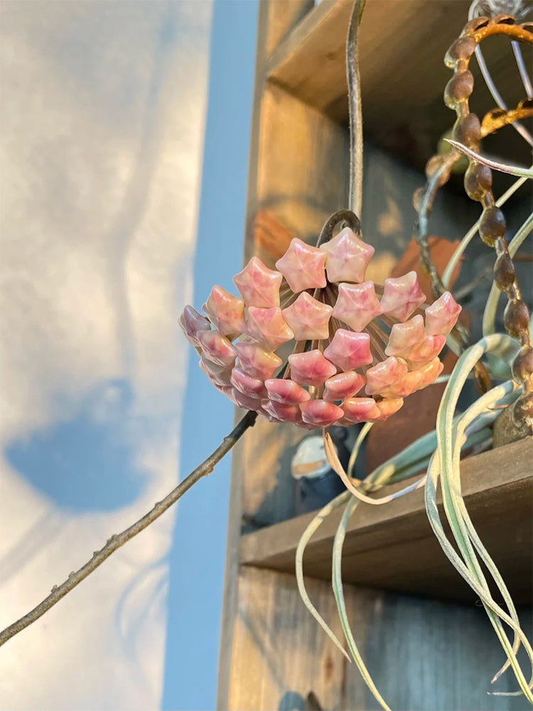 Hoya WG-073 Unrooted Stem Cuttings